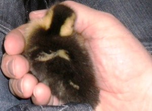 Duckling