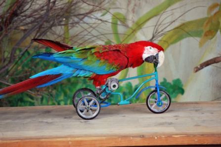 loro_en_bicicleta-640x640x80