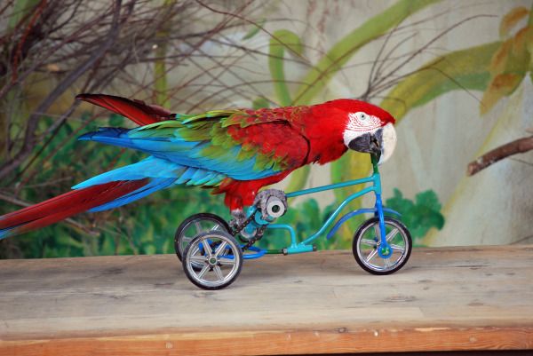 loro_en_bicicleta-640x640x80