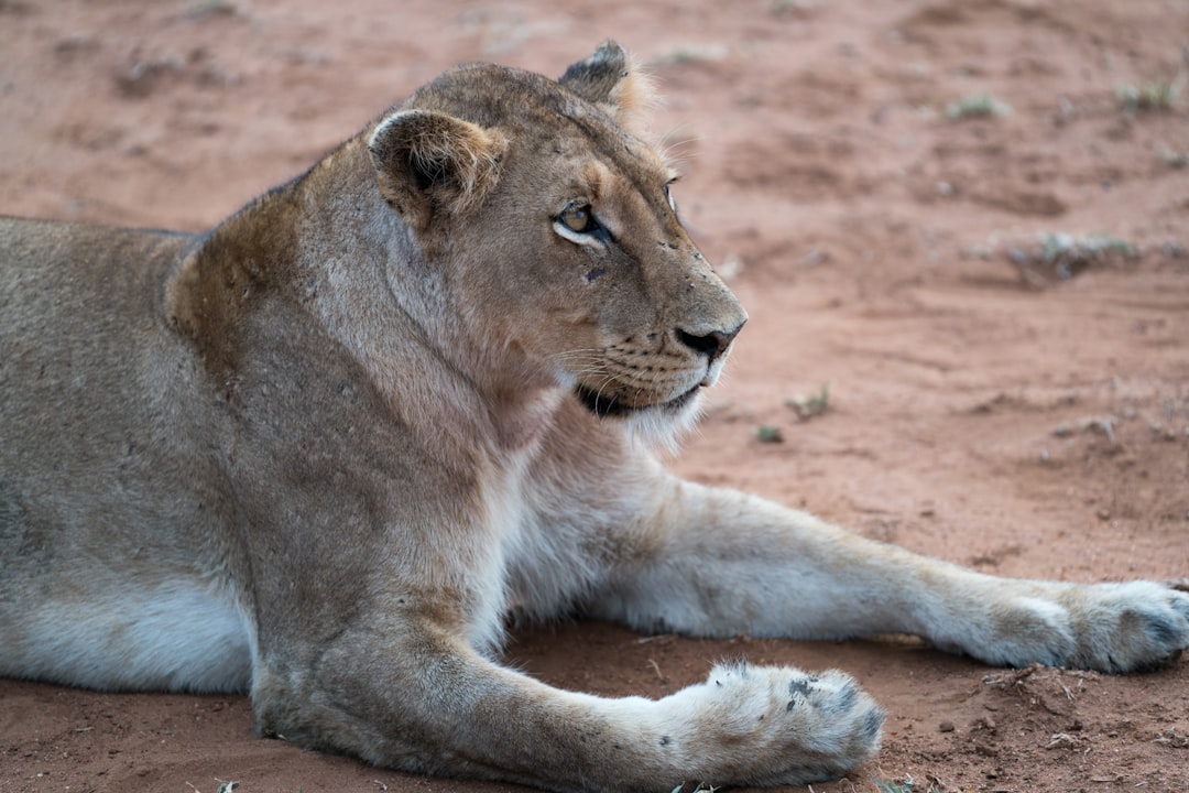 adult lioness lying on ground