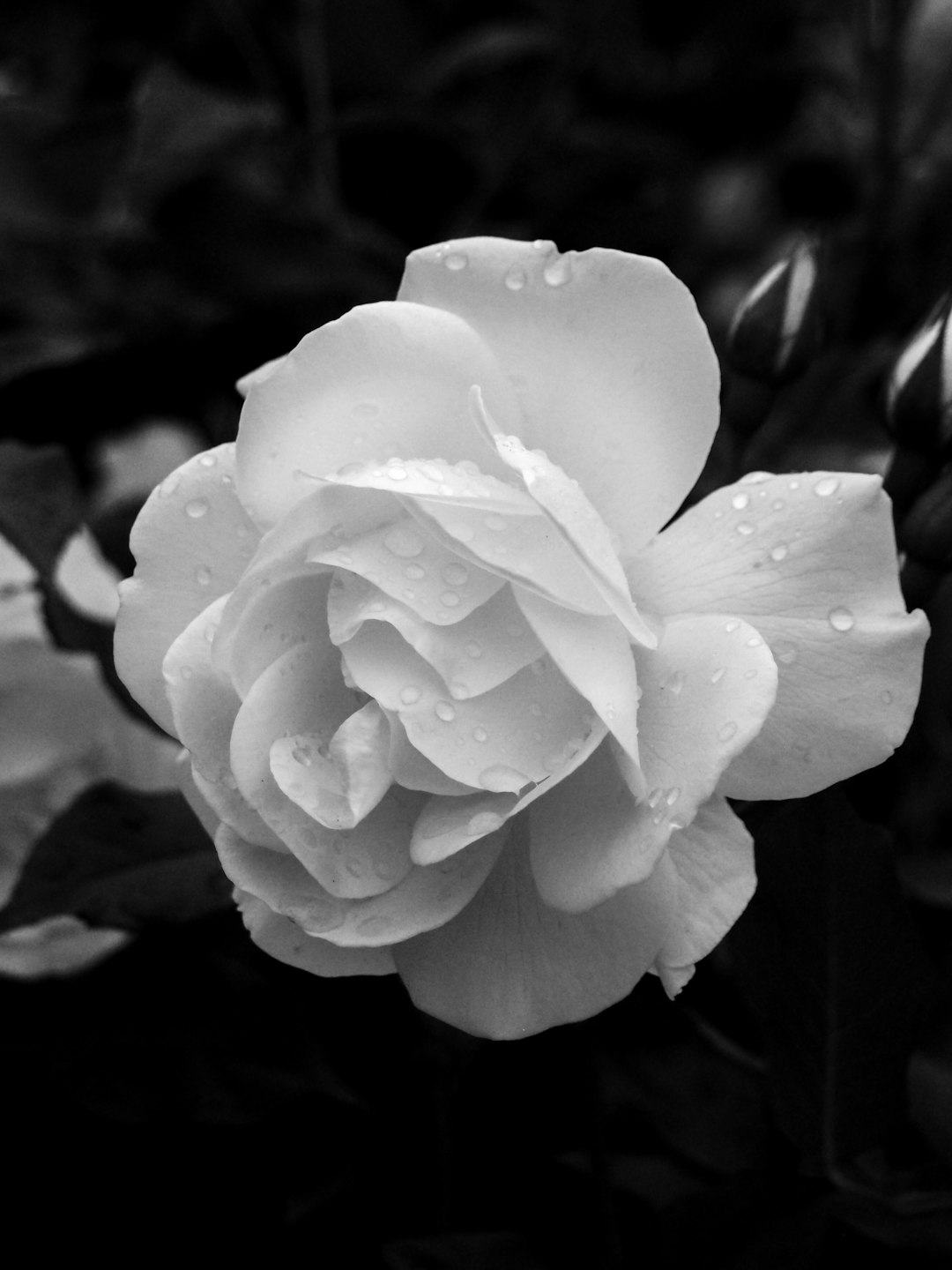 a black and white photo of a rose