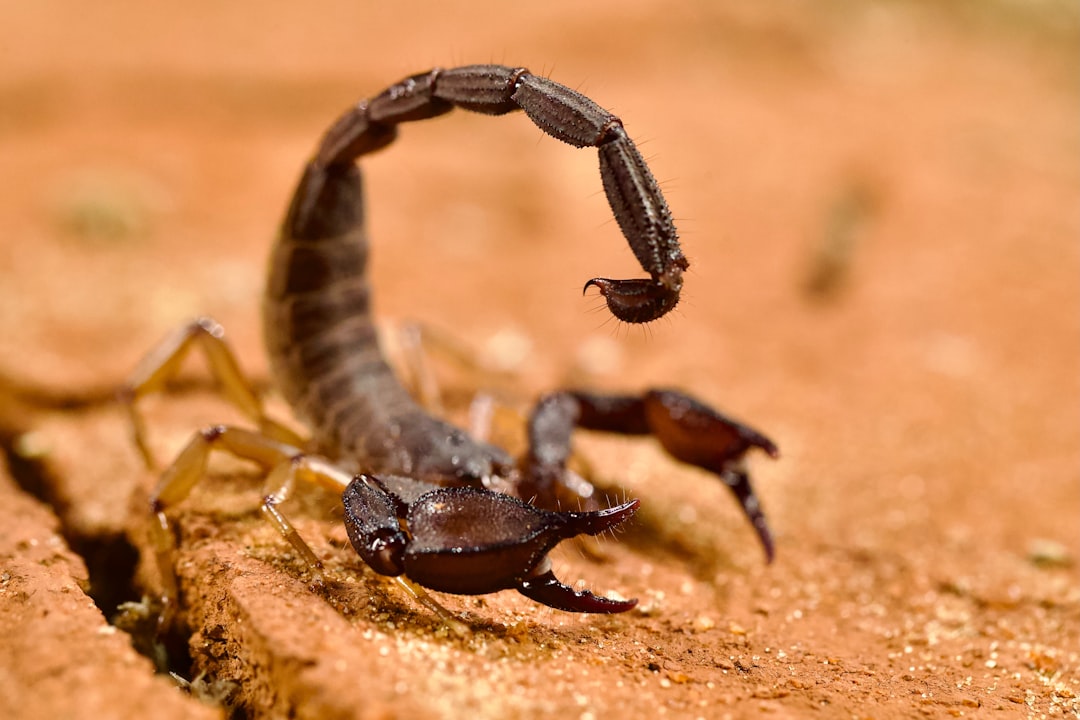 A scorpion crawling on a piece of wood