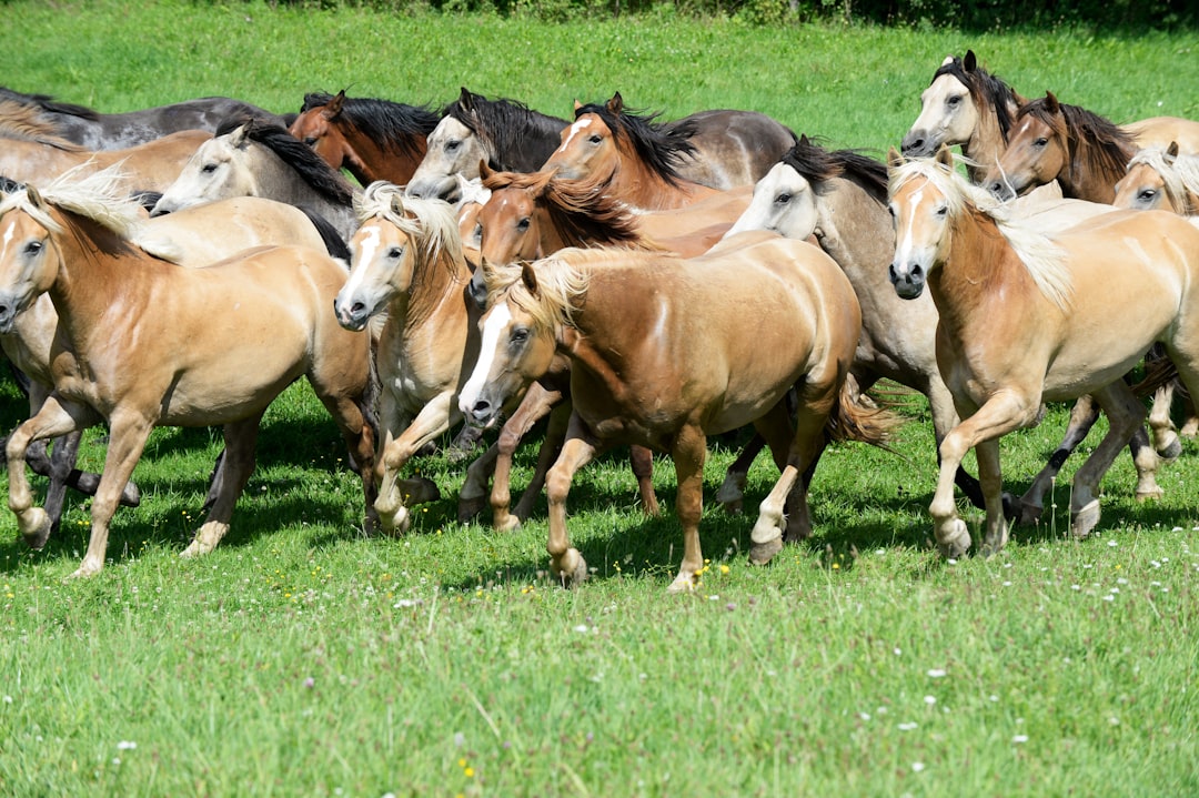 group of horses group of horses