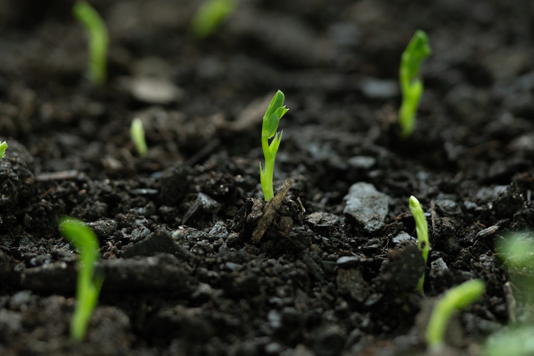 A close up of small green plants growing in dirt A close up of small green plants growing in dirt